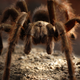 Illustration for article titled Tarantulas Have Their Own Equivalent of a Dog Show